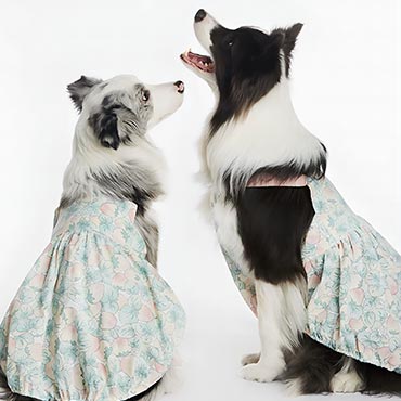 Summer Chic: Doggy Dresses for the Season